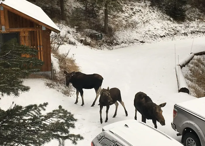 Jackson Hole Hideout 4*
